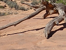 Arches de Moab